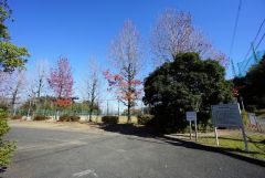 柏原中央公園